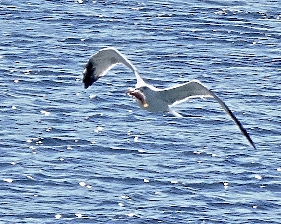 great black-headed gull